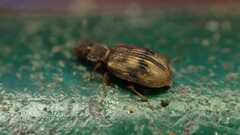 Cartodere bifasciata