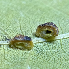 Caryomyia glebosa