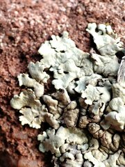 Xanthoparmelia tinctina