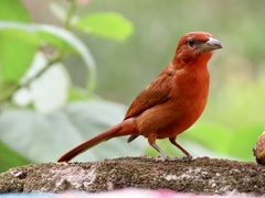 Piranga rubra