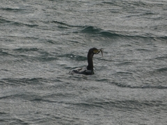 Syngnathidae