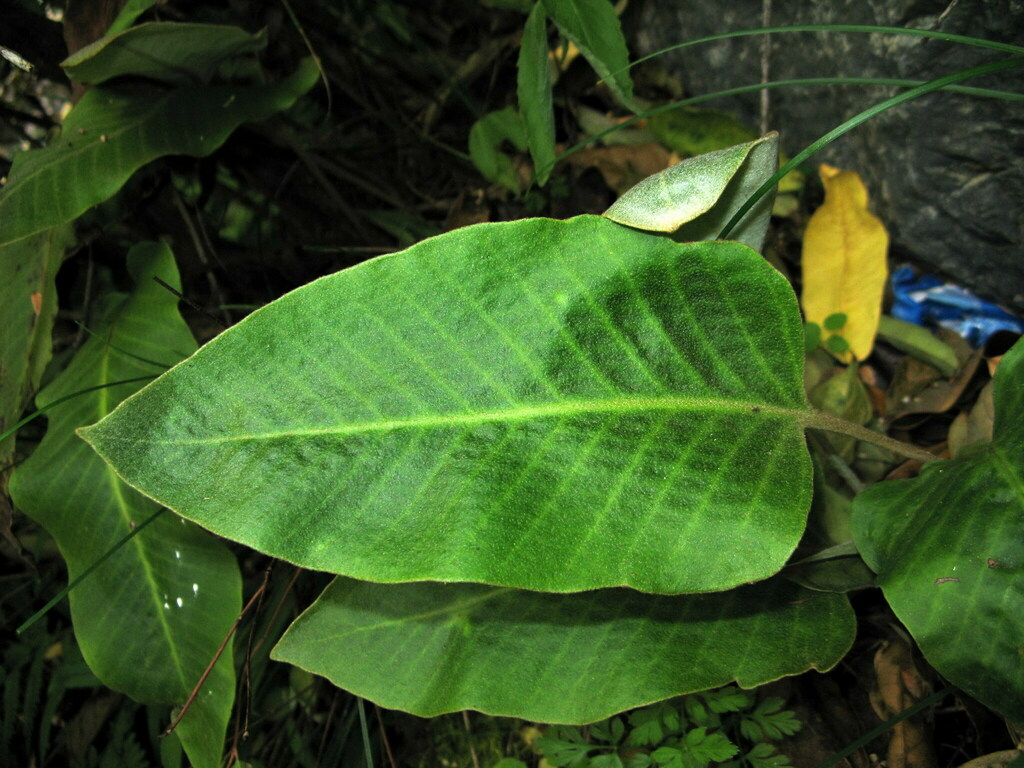 Pyrrosia drakeana