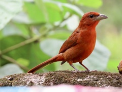 Piranga rubra