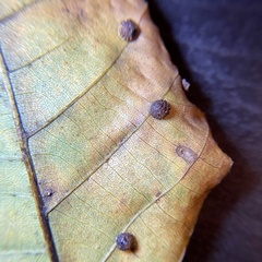 Caryomyia glebosa