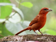 Piranga rubra
