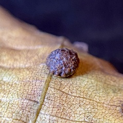 Caryomyia glebosa