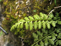 Asplenium varians