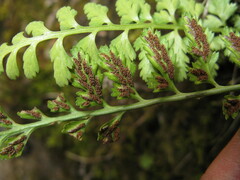 Asplenium varians