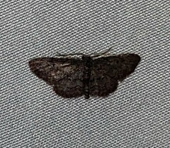 Idaea violacearia