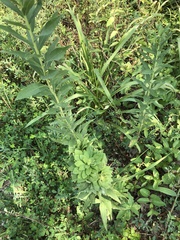 Procecidochares atra