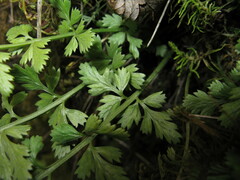 Asplenium varians