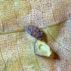 Caryomyia glebosa