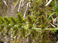 Asplenium varians