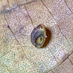 Caryomyia glebosa