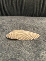 Cyrtopleura costata