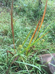 Sparganium eurycarpum