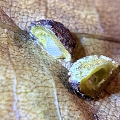 Caryomyia glebosa