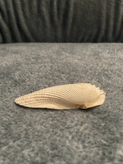 Cyrtopleura costata