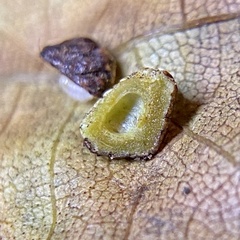 Caryomyia glebosa