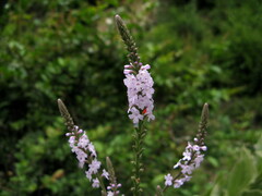 Verbena officinalis
