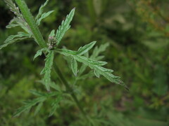 Verbena officinalis