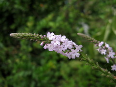 Verbena officinalis
