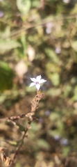 Plumbago pulchella