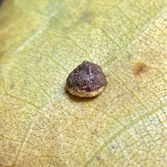 Caryomyia glebosa