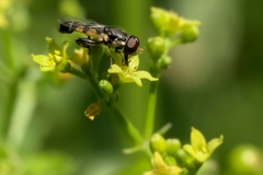 Syritta pipiens