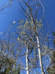 Populus alba