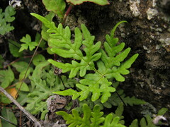Aleuritopteris argentea