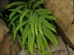 Pteris cretica