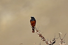 Phoenicurus erythrogastrus