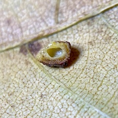 Caryomyia glebosa