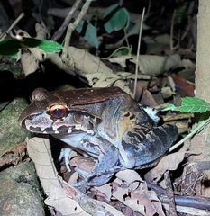 Leptodactylus savagei