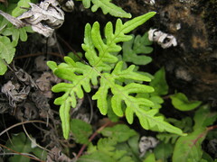 Aleuritopteris argentea