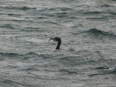 Syngnathidae