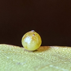 Caryomyia leviglobus