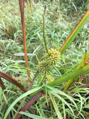 Sparganium eurycarpum