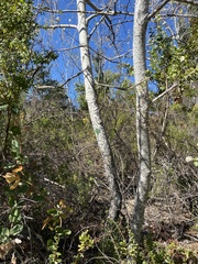 Populus alba