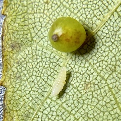 Caryomyia leviglobus