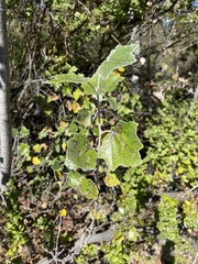 Populus alba
