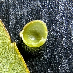 Caryomyia leviglobus