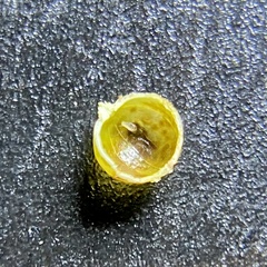 Caryomyia leviglobus