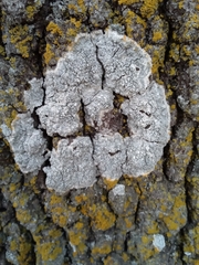 Lecanora carpinea
