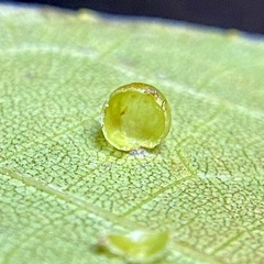 Caryomyia leviglobus