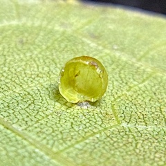 Caryomyia leviglobus