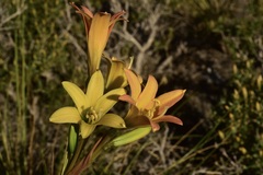 Zephyranthes montana
