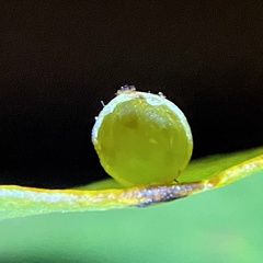 Caryomyia leviglobus