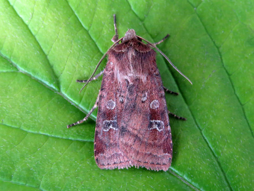 Small Square-spot